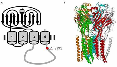 PKA and PKC Modulators Affect Ion Channel Function and Internalization of Recombinant Alpha1 and Alpha1-Beta Glycine Receptors